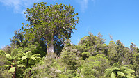 Een van de laatste kauribomen in de Coromandel