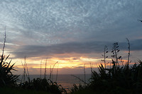 Muriwai beach