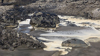 Piha beach