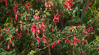 wilde fuchsia