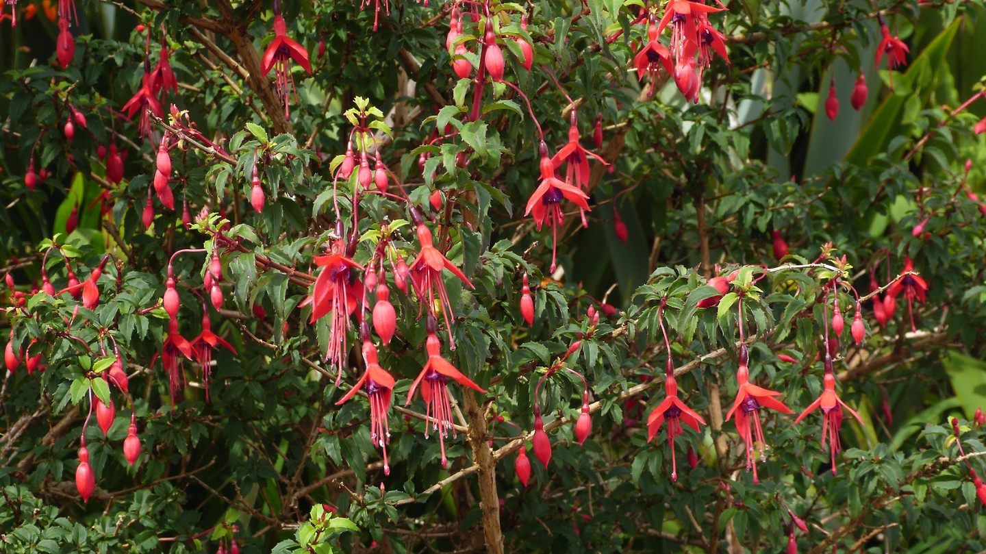 wilde fuchsia