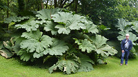reuzebereklauwen