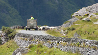 Healy pass schapen kudde
