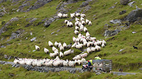 Healy pass schapen kudde