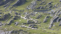 Healy pass schapen kudde