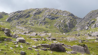 Healy pass schapen kudde