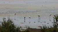 flamingo's ver weg