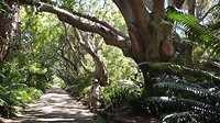 Kamferbomen Kirstenbosch