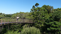 Kirstenbosch