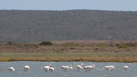 flamingo's