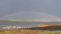flamingo's onder de regenboog