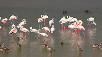 flamingo's