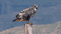 roofvogel