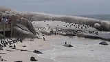 Pinguins Boulders Bay