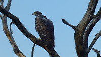 roofvogel