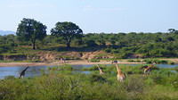 giraffen bij de rivier