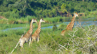 giraffen bij de rivier