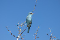 vogel