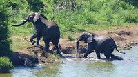 olifant