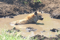 hyena neemt een modderbad