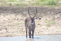 waterbok