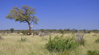 landschap Kruger