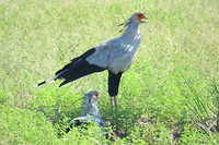 secretarisvogel met jong