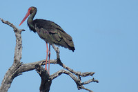 vogel