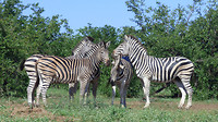 zebra's