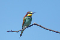 vogel