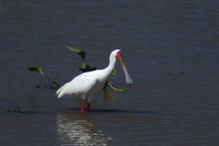 spoonbill