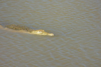 krokodil in de rivier