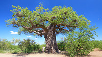 Baobaboom in bloei met Ad ernaast