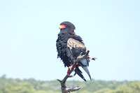 roofvogel