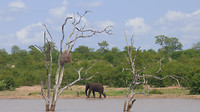 olifant