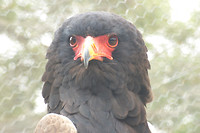 roofvogel