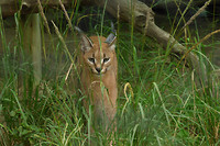 Civetkat