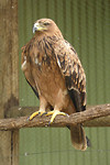 roofvogel in opvang