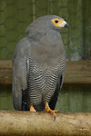 roofvogel in opvang