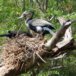 Comorant in nest