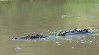 nijlpaard met schildpadden op z'n rug