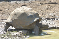 reuzeschildpad