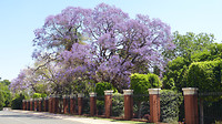 Jacaranda's Pretoria