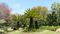 Jacaranda's Pretoria