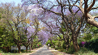 Jacaranda's Pretoria