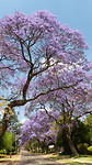 Jacaranda's Pretoria