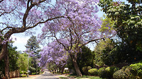 Jacaranda's Pretoria