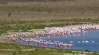 flamingo's