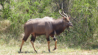 Nyalamannetje