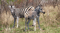 zebra's